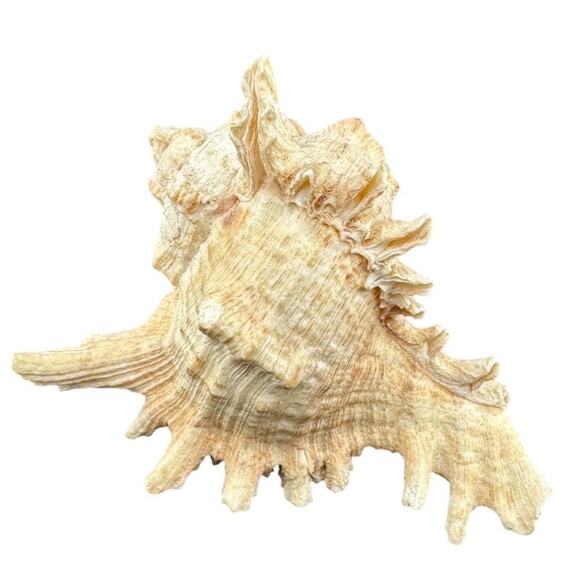 Natural Sea Shell Horned Conch White 4.5 Inch Vintage Harvested 1980s - Picture 1 of 4